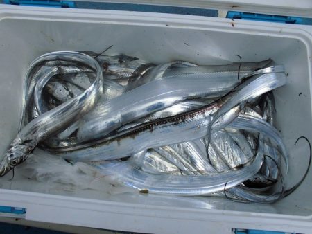 十八宝洋丸 釣果