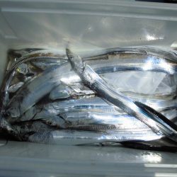 十八宝洋丸 釣果