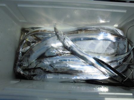 十八宝洋丸 釣果