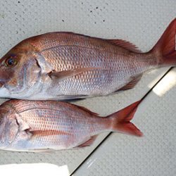 松本釣船2 釣果