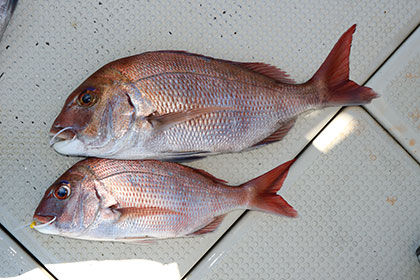 松本釣船2 釣果