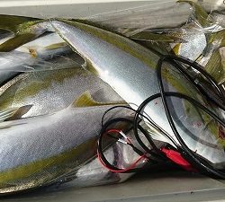 海龍丸(福岡) 釣果