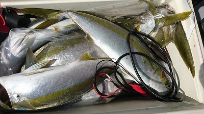 海龍丸(福岡) 釣果