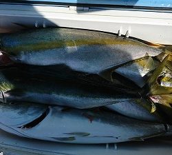 海龍丸(福岡) 釣果