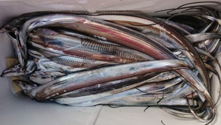 オーフリー 釣果