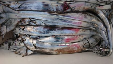 オーフリー 釣果