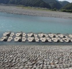 大井川(大井川(非)漁業協同組合) 釣果