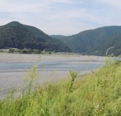 大井川(大井川(非)漁業協同組合) 釣果