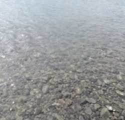 大井川(大井川(非)漁業協同組合) 釣果