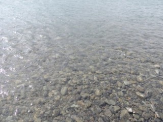 大井川（大井川(非)漁業協同組合） 釣果