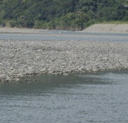 大井川(大井川(非)漁業協同組合) 釣果