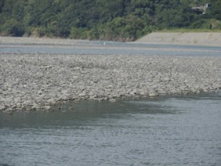 大井川（大井川(非)漁業協同組合） 釣果