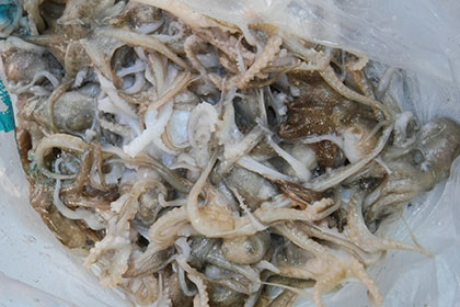 松本釣船２ 釣果