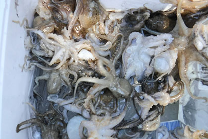 松本釣船２ 釣果