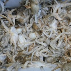 松本釣船２ 釣果