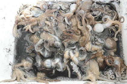 松本釣船２ 釣果