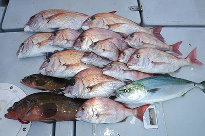 松本釣船２ 釣果