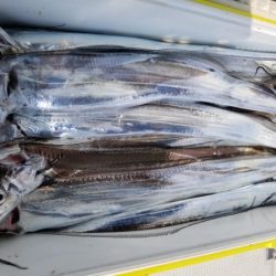 オーフリー 釣果