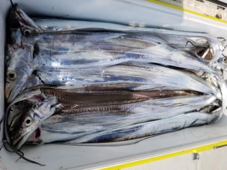 オーフリー 釣果