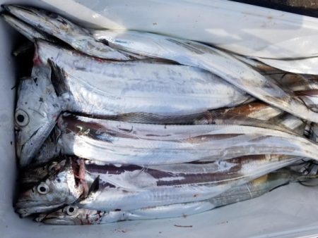 オーフリー 釣果