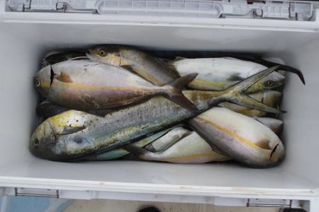 ルアー船マヒマヒ 釣果