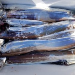 オーフリー 釣果