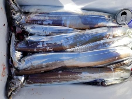 オーフリー 釣果