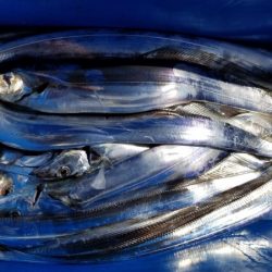 オーフリー 釣果