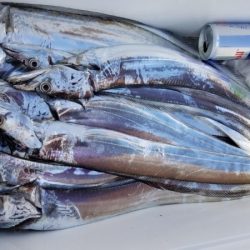 オーフリー 釣果