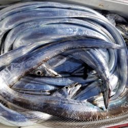 オーフリー 釣果