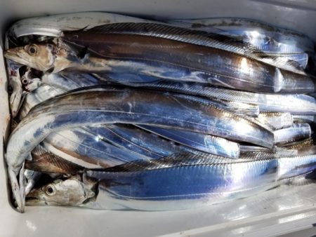 オーフリー 釣果