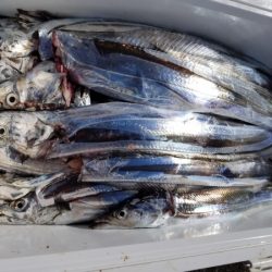 オーフリー 釣果