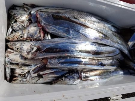 オーフリー 釣果