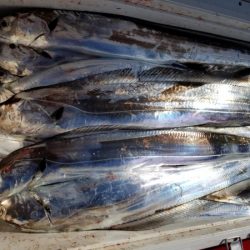 オーフリー 釣果