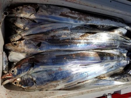 オーフリー 釣果