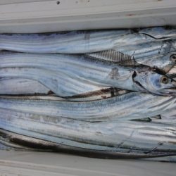 オーフリー 釣果