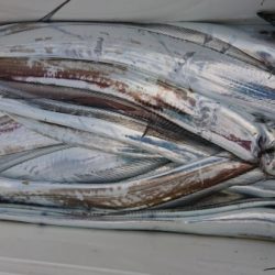 オーフリー 釣果