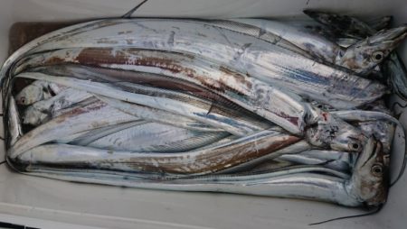 オーフリー 釣果