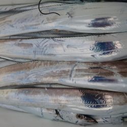 オーフリー 釣果