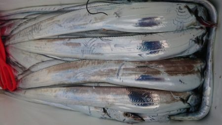 オーフリー 釣果