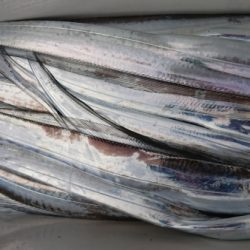 オーフリー 釣果