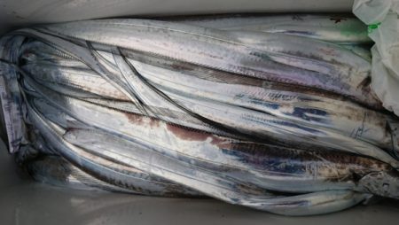 オーフリー 釣果