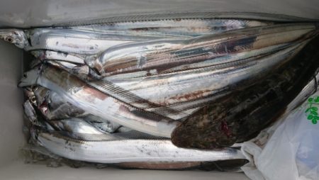 オーフリー 釣果