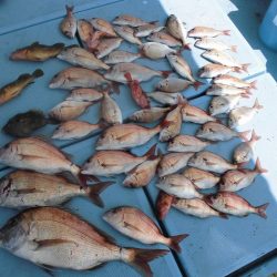 十八宝洋丸 釣果