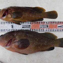 ルアー船マヒマヒ 釣果