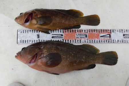 ルアー船マヒマヒ 釣果