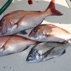 松本釣船２ 釣果