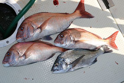 松本釣船２ 釣果