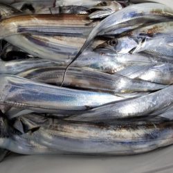 オーフリー 釣果