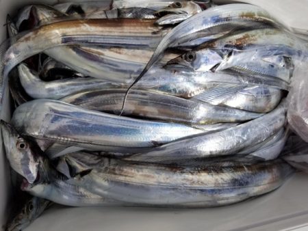 オーフリー 釣果